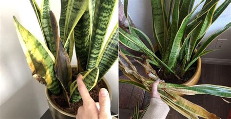 snake plant moisture meter level|does snake plant need water.